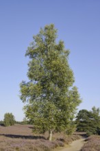 Hanging birch (Betula pendula) and hiking trail in blooming heath landscape, Westruper Heide, North
