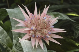 Lance rosette (Aechmea fasciata), inflorescence, native to Brazil