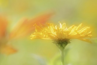 Zinnia (Zinnia elegans, Zinnia violacea), flower, ornamental plant, double exposure, North