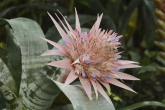 Lance rosette (Aechmea fasciata), inflorescence, native to Brazil