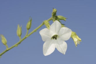 Ornamental tobacco (Nicotiana alata), flower, ornamental plant, North Rhine-Westphalia, Germany