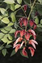 Caribbean coral shrub (Cockspur Coral Tree), branch with flowers, found in South America