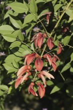 Caribbean coral shrub (Cockspur Coral Tree), branch with flowers, found in South America