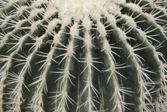 Golden ball cactus, mother-in-law's chair or mother-in-law's chair (Echinocactus grusonii), thorns,