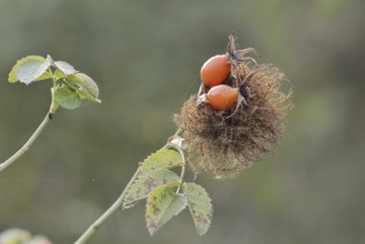 Mossyrose gall wasp (Diplolepis rosae), rose gall on a branch of the dog rose (Rosa canina) with