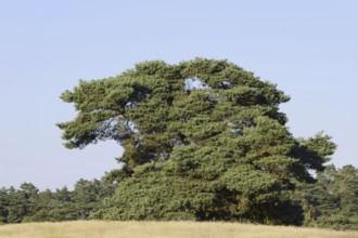 Scots pine (Pinus sylvestris), Westruper Heide, North Rhine-Westphalia, Germany