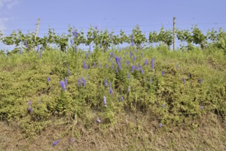 Flowering forking larkspur or field larkspur (Consolida regalis, Delphinium consolida) on a