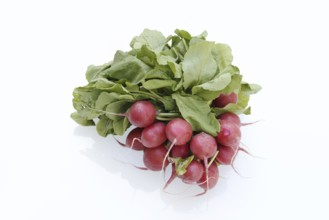 Radish (Raphanus sativus var. sativus) with leaves against a white background