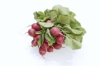 Radish (Raphanus sativus var. sativus) with leaves against a white background