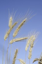 Wheat or common wheat (Triticum aestivum, Triticum vulgare), ears, North Rhine-Westphalia, Germany