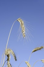 Wheat or common wheat (Triticum aestivum, Triticum vulgare), ears, North Rhine-Westphalia, Germany