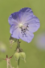 Meadow cranesbill (Geranium pratense), flower, North Rhine-Westphalia, Germany