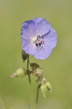 Meadow cranesbill (Geranium pratense), flower, North Rhine-Westphalia, Germany