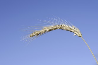 Wheat or common wheat (Triticum aestivum, Triticum vulgare), ear, North Rhine-Westphalia, Germany
