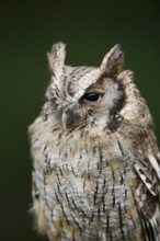 Tropical screech owl or Choliba screech owl (Megascops choliba, Otus choliba), portrait, captive,
