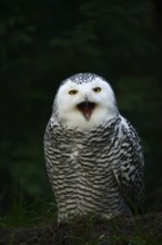 Snowy owl (Bubo scandiacus), calling female, captive, Germany