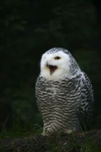 Snowy owl (Bubo scandiacus), calling female, captive, Germany