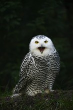 Snowy owl (Bubo scandiacus), calling female, captive, Germany