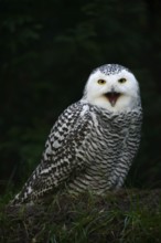 Snowy owl (Bubo scandiacus), calling female, captive, Germany