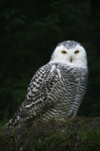 Snowy owl (Bubo scandiacus), female, captive, Germany
