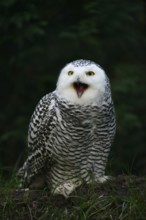 Snowy owl (Bubo scandiacus), calling female, captive, Germany