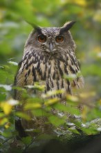 European Eagle Owl (Bubo bubo), North Rhine-Westphalia, Germany