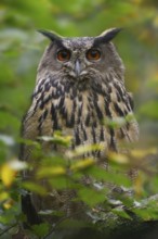 European Eagle Owl (Bubo bubo), North Rhine-Westphalia, Germany