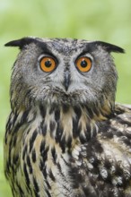 European eagle owl (Bubo bubo), portrait, North Rhine-Westphalia, Germany