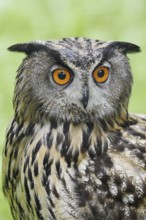 European eagle owl (Bubo bubo), portrait, North Rhine-Westphalia, Germany