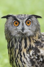 European eagle owl (Bubo bubo), portrait, North Rhine-Westphalia, Germany
