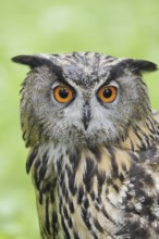 European eagle owl (Bubo bubo), portrait, North Rhine-Westphalia, Germany