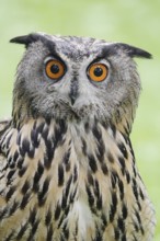 European eagle owl (Bubo bubo), portrait, North Rhine-Westphalia, Germany