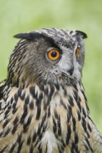 European eagle owl (Bubo bubo), portrait, North Rhine-Westphalia, Germany