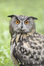 European eagle owl (Bubo bubo), portrait, North Rhine-Westphalia, Germany