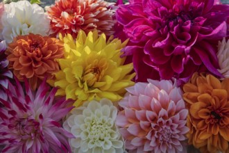 Colourful dahlia blossoms, Dahlia, Münsterland, North Rhine-Westphalia, Germany