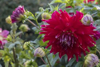 Red dahlia with buds and green leaves, Münsterland, North Rhine-Westphalia, Germany