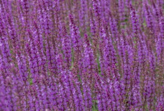 Steppe sage (Salvia nemorosa), North Rhine-Westphalia, Germany