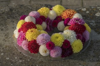 Wreath of colourful dahlia blossoms on a glass plate, Münsterland, North Rhine-Westphalia, Germany
