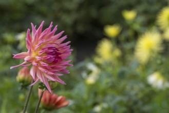 Dahlia (Dahlia), cactus dahlia, Münsterland, North Rhine-Westphalia, Germany