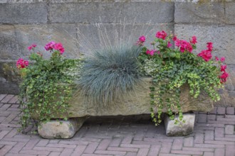 Sowing trough, stone trough with flower planting and grasses, Münsterland, North Rhine-Westphalia,