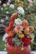 Flower arrangement of colourful dahlias in a pumpkin, Münsterland, North Rhine-Westphalia, Germany