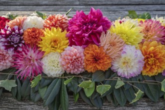 Arrangement of colourful dahlias (Dahlia) as decoration on a wooden table, Münsterland, North