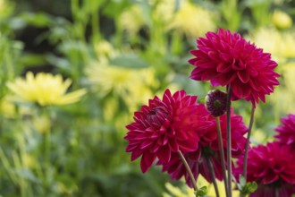 Dahlia, red, Münsterland, North Rhine-Westphalia, Germany