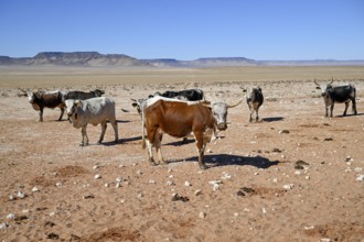 Cattle in the barren landscape near Aus, Karas region, Namibia