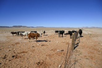 Cattle in the barren landscape near Aus, Karas region, Namibia