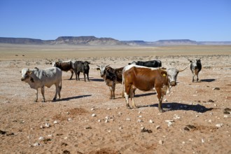 Cattle in the barren landscape near Aus, Karas region, Namibia