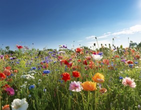 Colorful poppies field in a hot spring day. Nice colorful poppy field in spring, AI generated