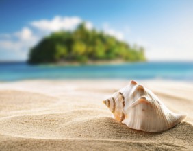 Composition with beach water, sand, starfish and seashells. Summer vacations concept, AI generated