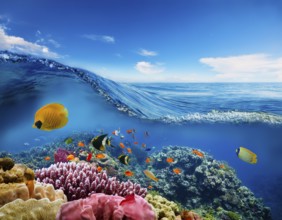 Scuba diver diving over coral tropical reef, with colorful sea fish beautiful ocean ecosystem, AI