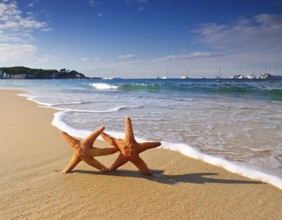 Starfish on a sandy beach create a serene and relaxing atmosphere, symbolizing nature and coastal